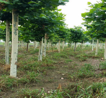 基地大量特供速生法桐树 工程绿化树木 法桐树 量大从优.