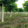 基地大量特供速生法桐树 工程绿化树木 法桐树 量大从优.