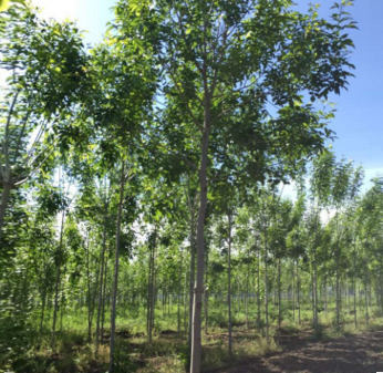 5公分白蜡树 顺意苗木基地出售5公分的速生白蜡树价格