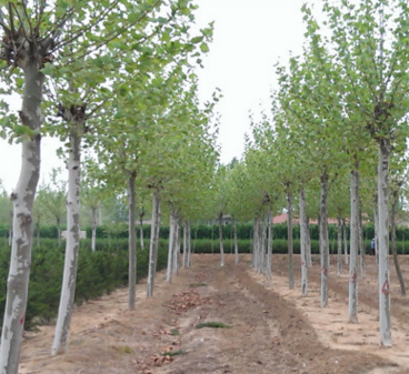 园林绿化 用材 法桐 法国梧桐 速生法桐 规格齐全 基地直销