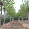 园林绿化 用材 法桐 法国梧桐 速生法桐 规格齐全 基地直销
