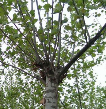 顺意苗木提供法桐一级货冠幅好 树干直 法桐树苗厂家直供