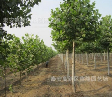 大量供应山东法桐苗 专业生产优质法桐 厂家批发园林绿化法桐苗