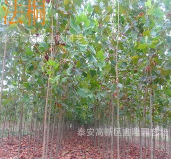 长期供应规格法桐苗木 专业供应绿化法桐树苗量大从优