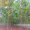 长期供应规格法桐苗木 专业供应绿化法桐树苗量大从优