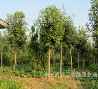 供应绿化苗木 乔木类小叶白蜡 金枝白蜡 规格齐全