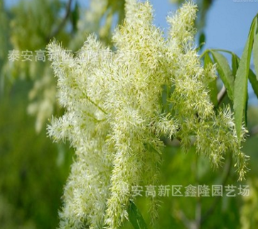 常年批发 9公分白蜡 昌隆苗木大叶白蜡