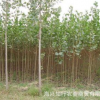 基地耐旱耐寒杨树苗 工程绿化防护杨树 易成活基地直销杨树