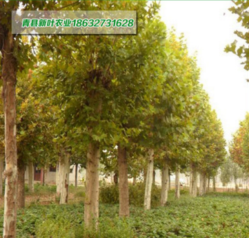 法桐直销 1-5年法桐苗 树干笔直冠幅一致 根系发达易成活 法桐苗