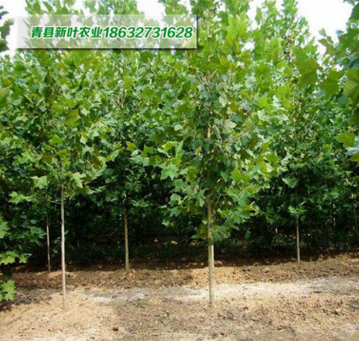 出售 20公分法桐树苗 悬铃木 法桐 法桐树 行道树