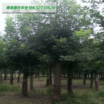 长期供应白腊树苗 绿化苗木品种丰富 厂家直销 品质保证