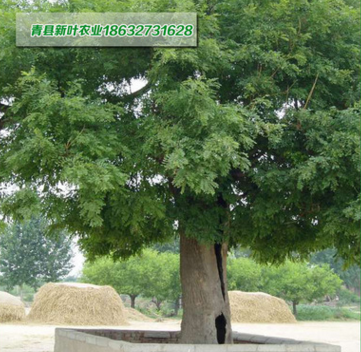 国槐树苗批发 绿化苗木 槐花树 树苗 成活率高 大小规格齐全