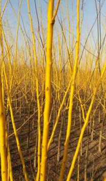 直销绿化苗木 金枝国槐 黄金龙槐 速生国槐