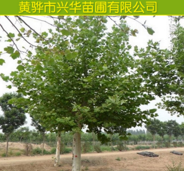 热销 速生法桐法国梧桐 供应各种苗木 种苗 基地直销 法桐树苗