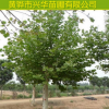 热销 速生法桐法国梧桐 供应各种苗木 种苗 基地直销 法桐树苗