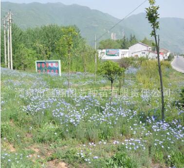 花卉种子 草花组合（高速公路系列）种子 种子批发 花种子 特惠价