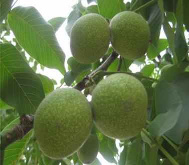 四川香玲核桃树 早熟高产 新品种数量多 核桃树生产基地