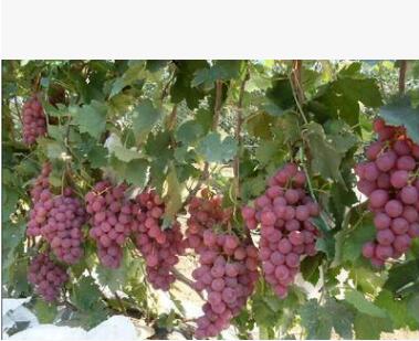 厂家直销 玫瑰香葡萄树 当年结果树 优质品种无籽葡萄 质量好