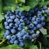 蓝莓树新品种 蓝莓树种植基地 蓝莓树价格