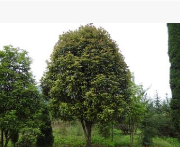 供应桂花树10-55公分 桂林桂花树 广西桂花树 大桂花树 优质图2