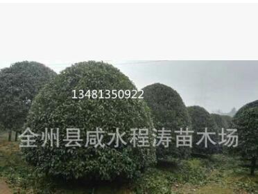 供应桂花树10-55公分 桂林桂花树 广西桂花树 大桂花树 优质图3