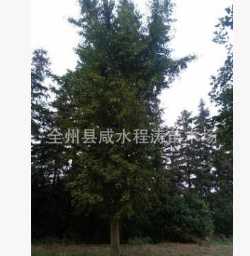 供应22cm25cm28cm精品独杆银杏 广西银杏 银杏批发图2