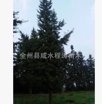 供应22cm25cm28cm精品独杆银杏 广西银杏 银杏批发图3