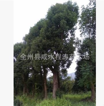 香樟批发 香樟树基地 1-8-12-15-20-80公分香樟 全冠移植广西香樟图2