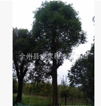 香樟批发 香樟树基地 1-8-12-15-20-80公分香樟 全冠移植广西香樟图3