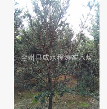 供应 罗汉松 造型罗汉松树 庭院绿化和高档住宅景观图3