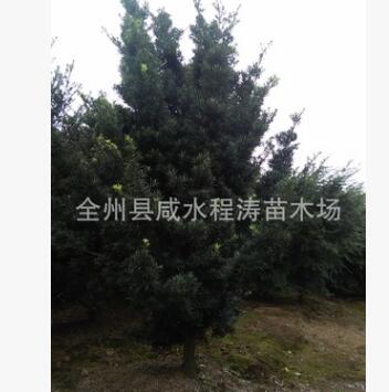 供应 罗汉松 造型罗汉松树 庭院绿化和高档住宅景观图2