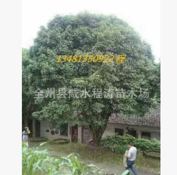 供应桂花树15公分18公分20公分25公分(图) 八月桂花 精品桂花树图3