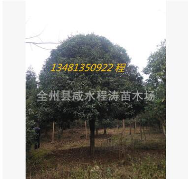 供应桂花树15公分18公分20公分25公分(图) 八月桂花 精品桂花树图2