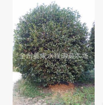 供应20cm25cm分支0.3至2米桂花树(图) 大桂花树 八月桂花树图2