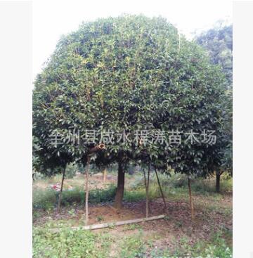 供应20cm25cm分支0.3至2米桂花树(图) 大桂花树 八月桂花树图3