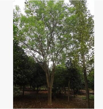 供应18cm25cm30cm35cm40cm国槐苗 广西国槐 丛生国槐图2