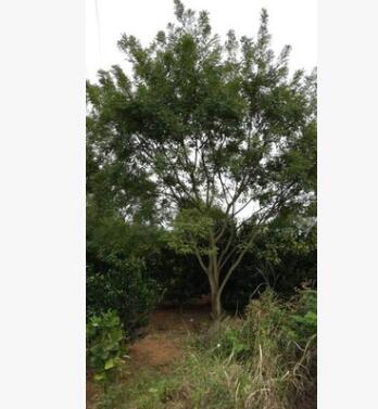 供应18cm25cm30cm35cm40cm国槐苗 广西国槐 丛生国槐图3