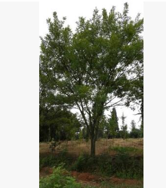 供应20cm25cm30cm35cm40cm国槐苗 广西国槐 丛生国槐 高杆国槐图2