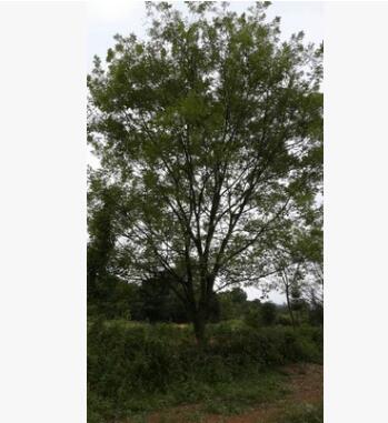 供应20cm25cm30cm35cm40cm国槐苗 广西国槐 丛生国槐 高杆国槐图3