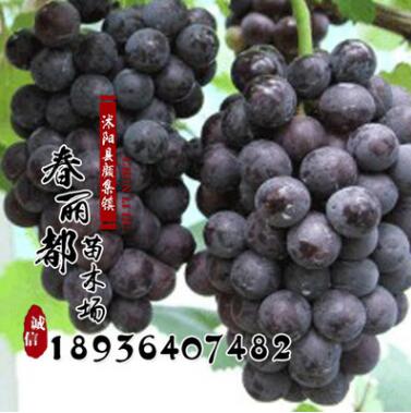 全国嫁接葡萄苗专业繁育基地批发各类品种葡萄苗嫁接葡萄货到付款图1