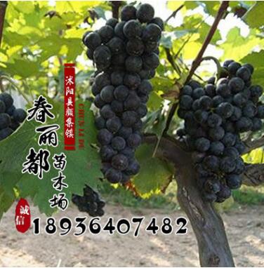 全国嫁接葡萄苗专业繁育基地批发各类品种葡萄苗嫁接葡萄货到付款图2