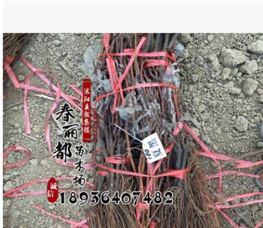 全国嫁接葡萄苗专业繁育基地批发各类品种葡萄苗嫁接葡萄货到付款图3