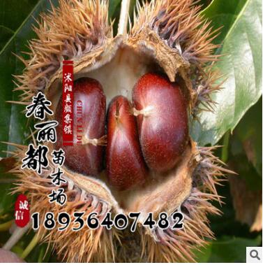批发 果树苗 大红袍板栗果树苗 栗子苗 盆栽地栽板栗树苗 易成活图2