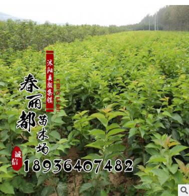 批发 果树苗 大红袍板栗果树苗 栗子苗 盆栽地栽板栗树苗 易成活图3
