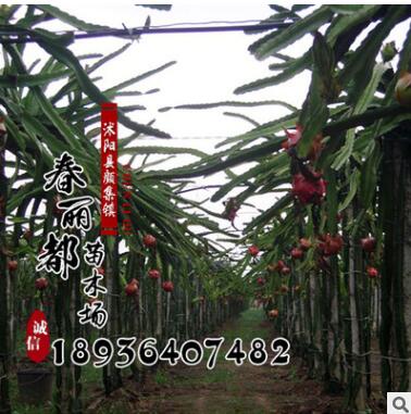 火龙果树苗 红心 红肉 紫肉 带根发货 火龙果苗 3年苗 当年结果图2