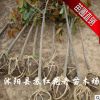 广玉兰树苗直销 绿化苗木 可专车发货 根系发达 规格齐全