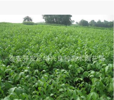 华兴苗木场供应红油香椿1.2公分、1.5公分、2公分香椿 香椿价格图3