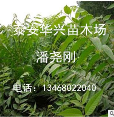 华兴苗木场供应红油香椿1.2公分、1.5公分、2公分香椿 香椿价格图2