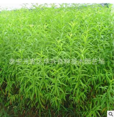 基地供应桃树苗 冬风桃苗 春蜜桃苗 映霜红桃苗1.5公分、2公分图2