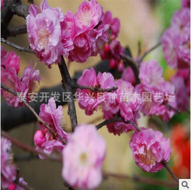 基地供应桃树苗 冬风桃苗 春蜜桃苗 映霜红桃苗1.5公分、2公分图3